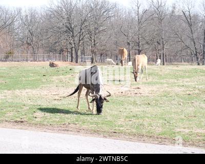 Strafford, Missouri - 12 marzo: Wild Animal Safari Springfield, Missouri Foto Stock