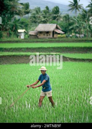 Filippine. Luzon. Uomo del posto che lavora in risaia. Foto Stock