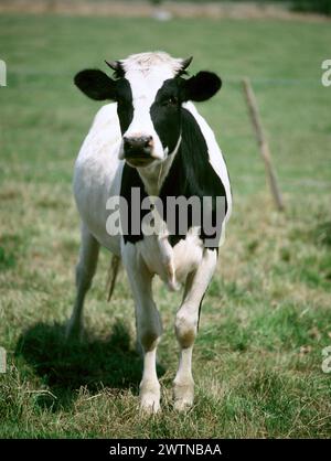 Animale da fattoria. Vitello frisone Holstein in campo. Foto Stock