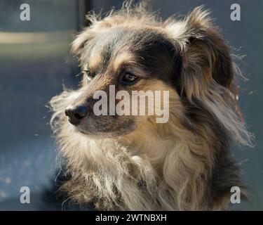 Un primo piano di un adorabile cane soffice che si crogiola al sole Foto Stock