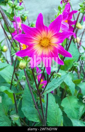 Primo piano di Dahlia Bright Eyes, una dahlia singola viola/rosa e giallo cremoso, che è una dahlia estiva fiorita semi-resistente, gelida tenera perenne decidua Foto Stock