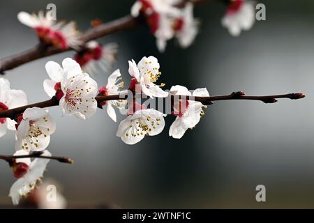 Primo piano del ramo con fiori su albicocca in fiore all'inizio della primavera Foto Stock