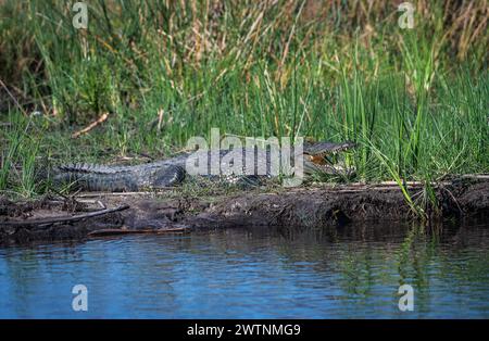 Coccodrilli del Nilo, Crocodylus niloticus, sulle rive del fiume Kwando, Caprivi, Namibia Foto Stock