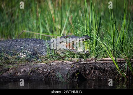 Coccodrilli del Nilo, Crocodylus niloticus, sulle rive del fiume Kwando, Caprivi, Namibia Foto Stock