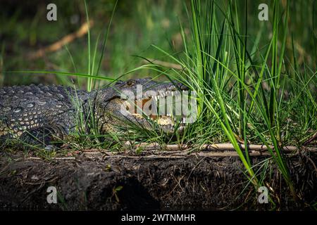 Coccodrilli del Nilo, Crocodylus niloticus, sulle rive del fiume Kwando, Caprivi, Namibia Foto Stock