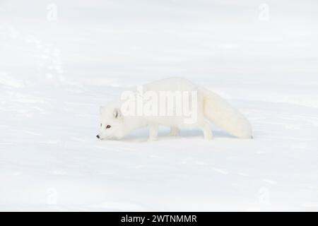 Vulpes lagopus della volpe artica, adulti con cappotto invernale, camminate sulla neve, condizioni controllate Foto Stock