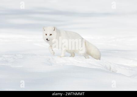 Vulpes lagopus della volpe artica, adulti con cappotto invernale, camminate sulla neve, condizioni controllate Foto Stock