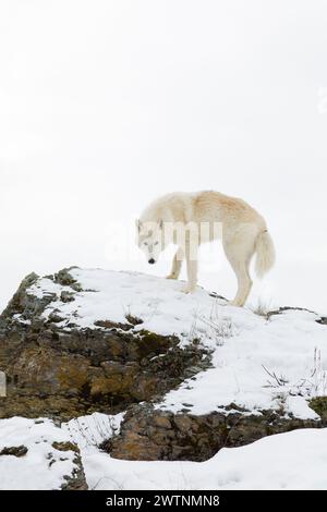 Lupo artico Canis lupus arctos, adulto in piedi su rocce innevate, condizioni controllate Foto Stock