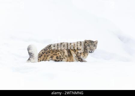 Panthera uncia, adulto seduto sulla neve, condizioni controllate Foto Stock