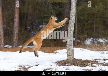 Puma Felis concolor, juvenile juvenile jumping up Tree, Montana, USA, marzo Foto Stock