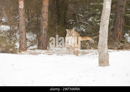 Puma Felis Concolor, adulto che corre sulla neve a Forest Edge, Montana, Stati Uniti, marzo Foto Stock