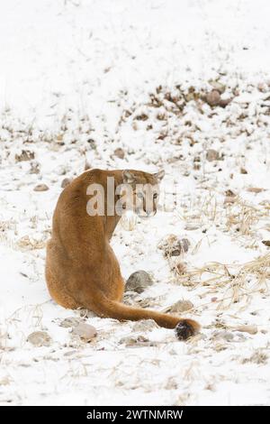 Puma Felis Concolor, adulto seduto su un terreno coperto di neve, Montana, Stati Uniti, marzo Foto Stock