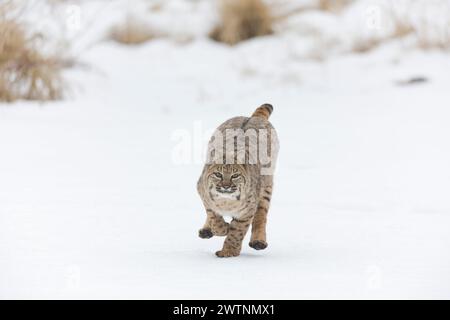 Bobcat Lynx rufus, adulto che corre sulla neve, Montana, Stati Uniti, marzo Foto Stock