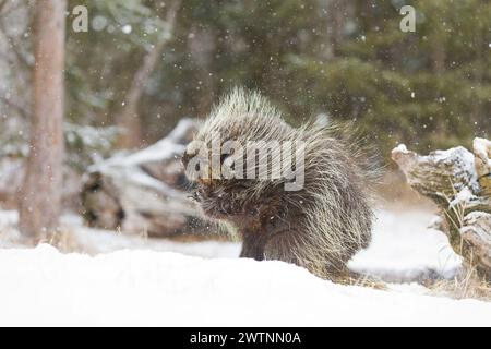 Porcospino nordamericano Erethizon dorsatum, maschio adulto che scuote neve dal corpo, Montana, USA, marzo Foto Stock