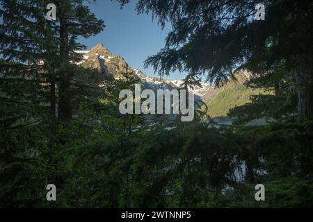 Sbirciare sul Monte Olimpo attraverso i pini dal sentiero del fiume Hoh Foto Stock