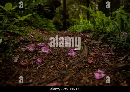 Rhododendron Blooms delinea il sentiero dopo la fioritura nel Redwood National Park Foto Stock