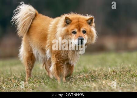 Concetto per cani anziani: Un cane eurasiatico anziano su un prato all'aperto Foto Stock