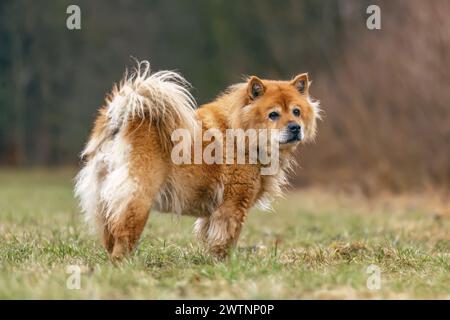 Concetto per cani anziani: Un cane eurasiatico anziano su un prato all'aperto Foto Stock