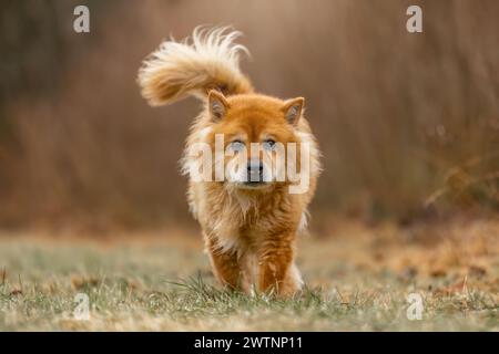 Concetto per cani anziani: Un cane eurasiatico anziano su un prato all'aperto Foto Stock