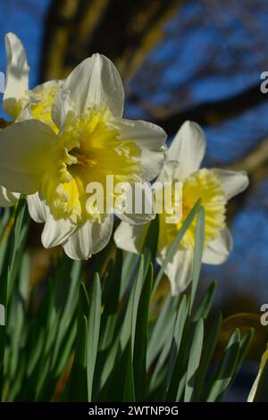 Narcisi che fioriscono in tempo per Pasqua, con alberi e cielo sullo sfondo, in tardo inverno, inizio primavera. Missouri, Missouri, Stati Uniti, Stati Uniti, Stati Uniti Foto Stock