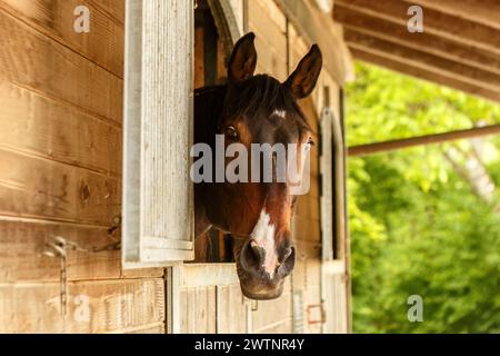 Un cavallo marrone scuro a sangue caldo che guarda fuori dal fienile in estate Foto Stock