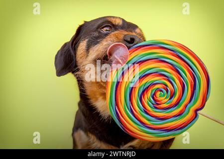 Un piccolo cane crossbreed simpatico che lecca un lolli di fronte al colorato sfondo giallo dello studio Foto Stock