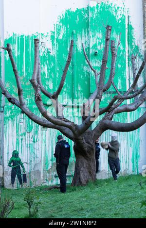 Londra, Regno Unito, 18 marzo 2024. Un artista mascherato è stato rimosso dagli agenti di polizia di Islington dal murale di Banksy dietro un albero di ciliegio tagliato. La gigantesca vernice verde da parete che funge da fogliame per l'albero con uno stencil di una persona che regge un irroratore nell'angolo in basso a sinistra è apparsa a nord di Londra domenica. La folla si è riunita per vedere il murale. Crediti: xiu bao/Alamy Live News Foto Stock