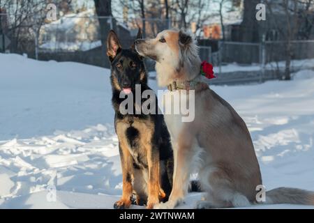 Due cani sono seduti sulla neve in inverno. Amicizia tra cani. Foto Stock