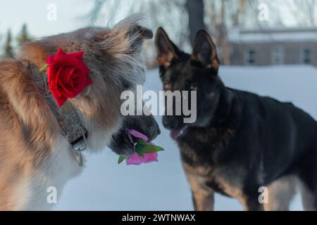 Pastore tedesco con una rosa rossa in bocca e un pastore tedesco nero Foto Stock