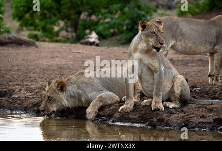 Leoni che bevono in un pozzo d'acqua in Botswana, Africa Foto Stock