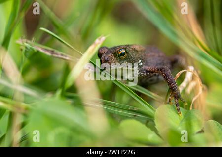 Un piccolo rospo giovanile con grandi occhi di vetro poggia tra le lame d'erba in un campo estivo. Foto Stock