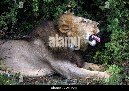 Grande leone maschio seduto sotto un cespuglio con un tracker in Botswana, Africa Foto Stock