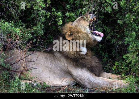Grande leone maschio seduto sotto un cespuglio con un tracker in Botswana, Africa Foto Stock