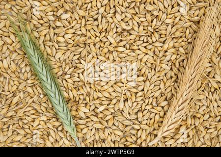 Semi d'orzo con la buccia esterna e le orecchie d'orzo, fondo e superficie dei grani d'orzo (Hordeum vulgare) Foto Stock