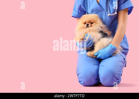 Veterinario con cane della Pomerania in tuta di recupero dopo la sterilizzazione su sfondo rosa Foto Stock