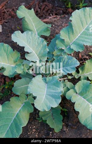 primo piano della pianta di cavolo nel giardino, la brassica oleracea, pianta vegetale verde a foglia facile da coltivare prelevata dall'alto in modo selettivo Foto Stock