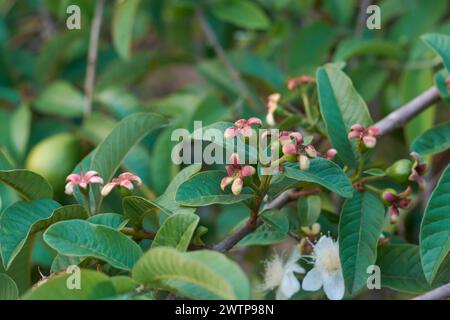 primo piano di piccoli frutti di guava con fiori e frutti nella pianta di fondo, psidium guajava, coltivato per frutti deliziosi e nutrienti Foto Stock