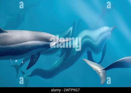 Stenella delfini tursiopi della laguna di Mayotte Foto Stock