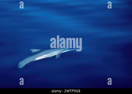 Stenella delfini tursiopi della laguna di Mayotte Foto Stock