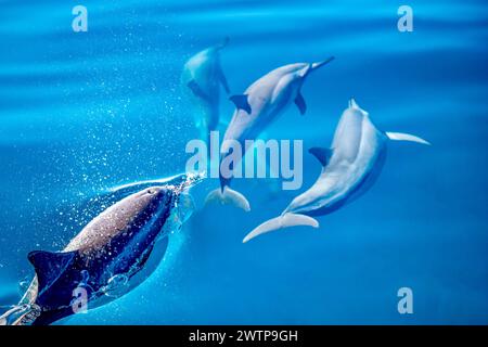 Stenella delfini tursiopi della laguna di Mayotte Foto Stock