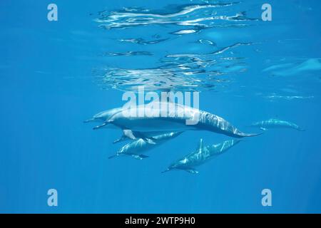 Stenella delfini tursiopi della laguna di Mayotte Foto Stock