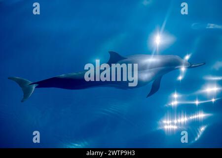 Stenella delfini tursiopi della laguna di Mayotte Foto Stock