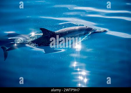 Stenella delfini tursiopi della laguna di Mayotte Foto Stock