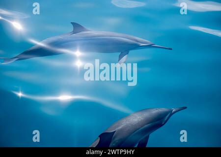 Stenella delfini tursiopi della laguna di Mayotte Foto Stock
