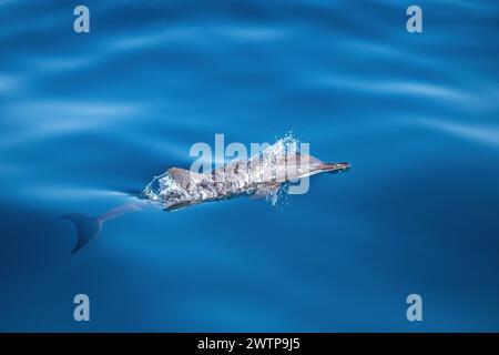Stenella delfini tursiopi della laguna di Mayotte Foto Stock