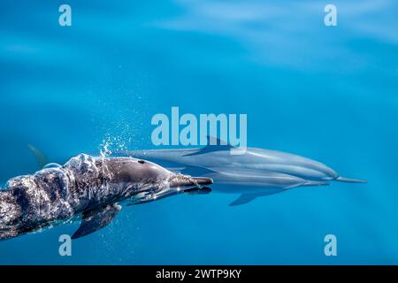 Stenella delfini tursiopi della laguna di Mayotte espirano sulla superficie della laguna Foto Stock