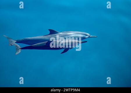 Stenella delfini tursiopi della laguna di Mayotte Foto Stock