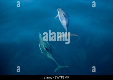 Stenella delfini tursiopi della laguna di Mayotte Foto Stock