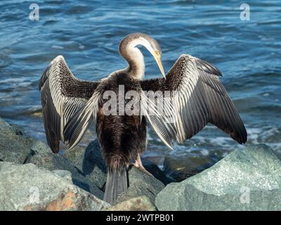 Uccello Darter che prepara le sue piume mentre si asciuga al sole mattutino in piedi sulle rocce vicino all'acqua Foto Stock