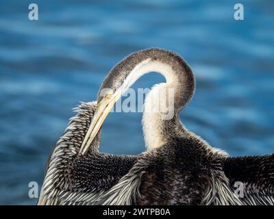 Uccello Darter che prepara le sue piume mentre si asciuga al sole mattutino vicino all'acqua, dettaglio ravvicinato Foto Stock